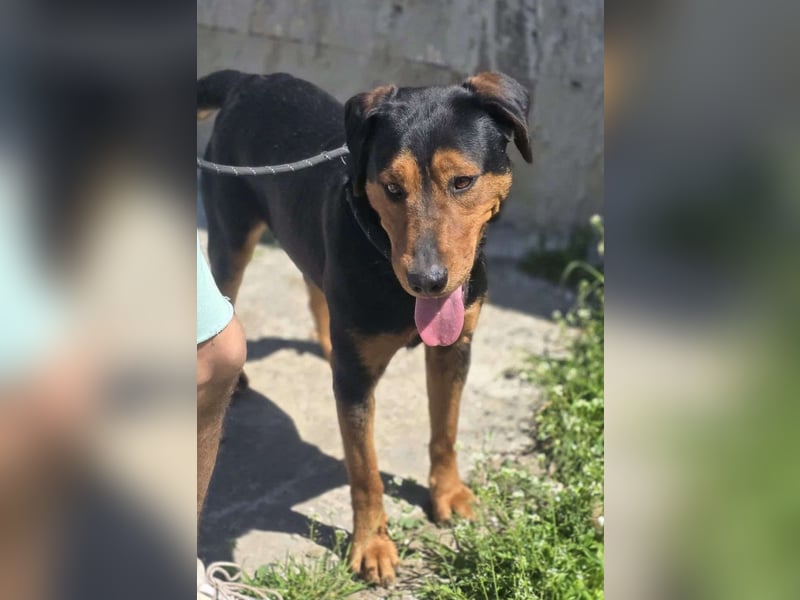 Mike – ein Vierbeiner mit WOW Effekt