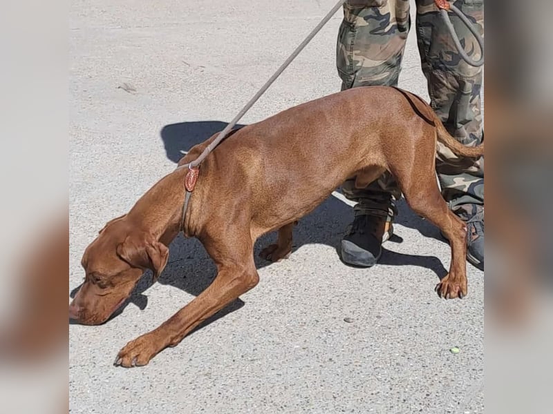 APACS - VIZSLA MÖCHTE ANKOMMEN