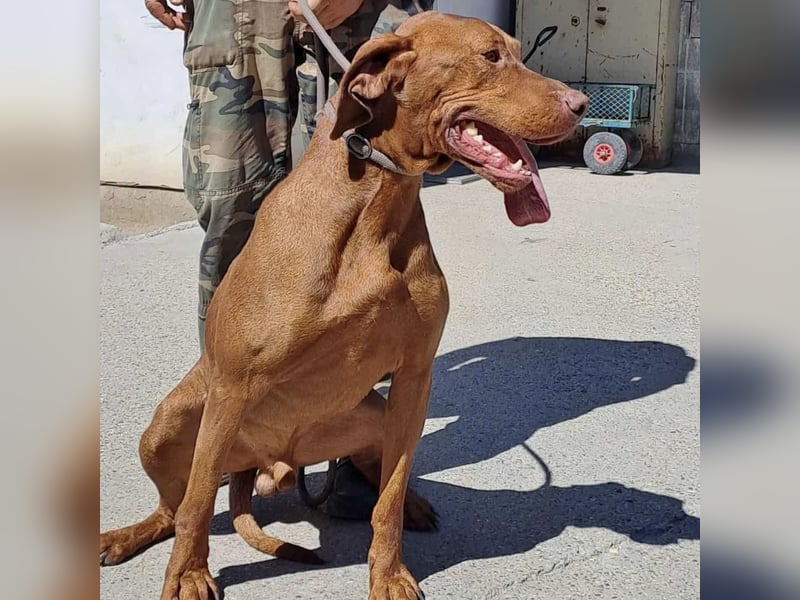APACS - VIZSLA MÖCHTE ANKOMMEN