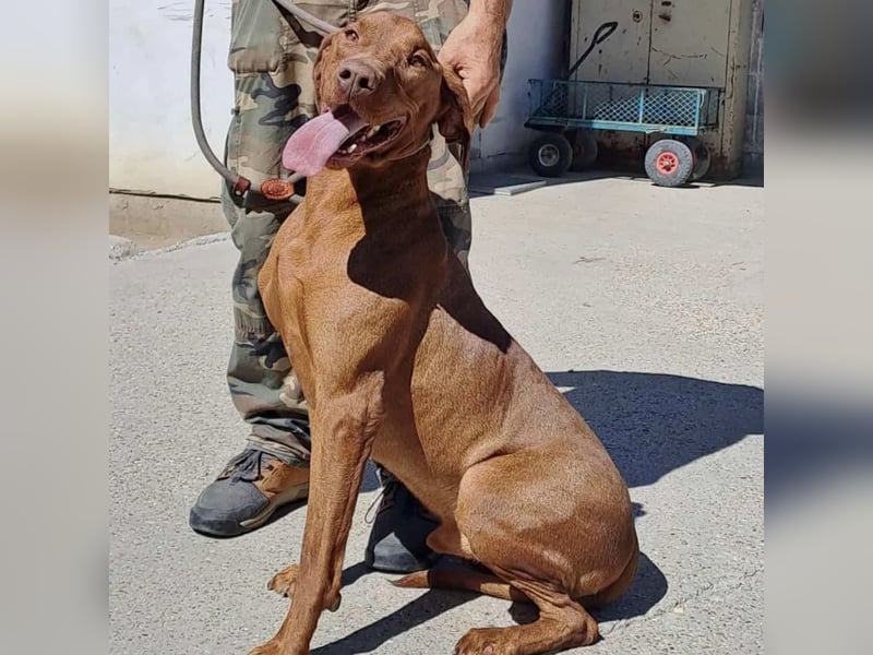 APACS - VIZSLA MÖCHTE ANKOMMEN