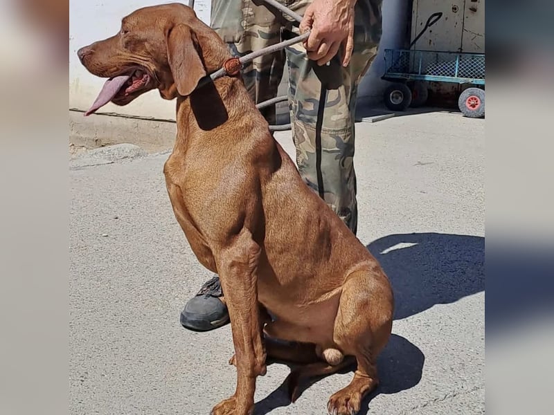 APACS - VIZSLA MÖCHTE ANKOMMEN