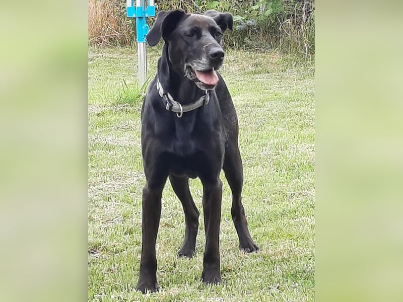 Dolly, geboren 30.12.2015, 60cm sucht ihr Zuhause (auf Pflegestelle in Deutschland)