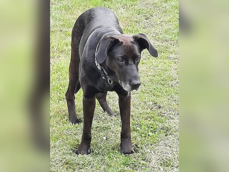 Dolly, geboren 30.12.2015, 60cm sucht ihr Zuhause (auf Pflegestelle in Deutschland)