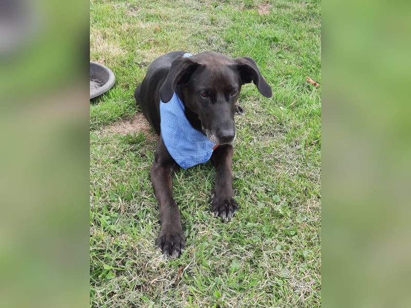 Dolly, geboren 30.12.2015, 60cm sucht ihr Zuhause (auf Pflegestelle in Deutschland)