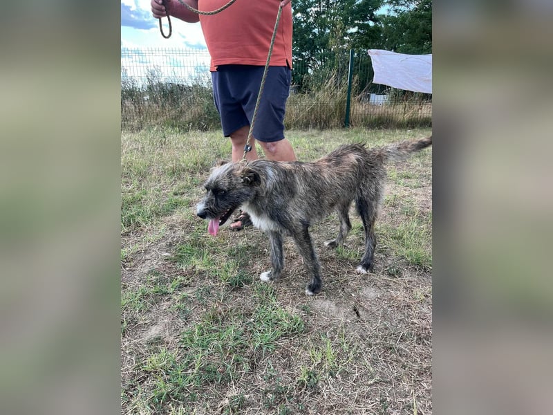 Freddy, geboren 01.09.2024, 54cm sucht sein seine Menschen