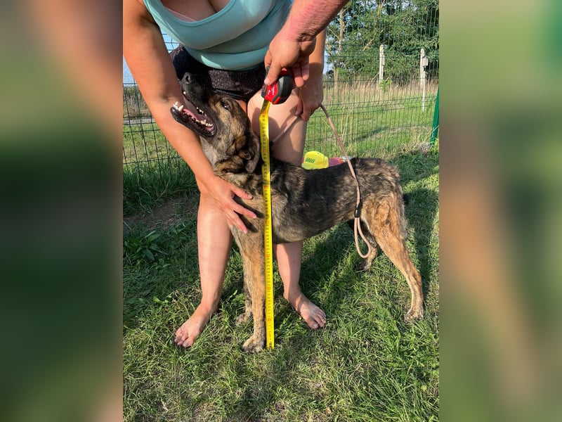 Samy, geboren 05.08.2022, 56cm sucht sein Zuhause