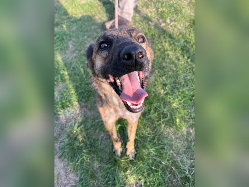 Samy, geboren 05.08.2022, 56cm sucht sein Zuhause