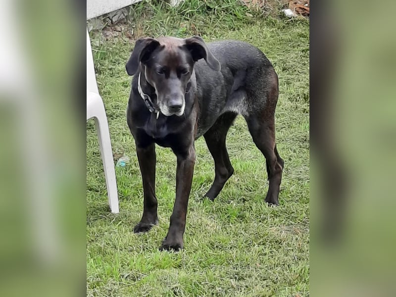 Dolly, geboren 30.12.2015, 60cm sucht ihr Zuhause (auf Pflegestelle in Deutschland)