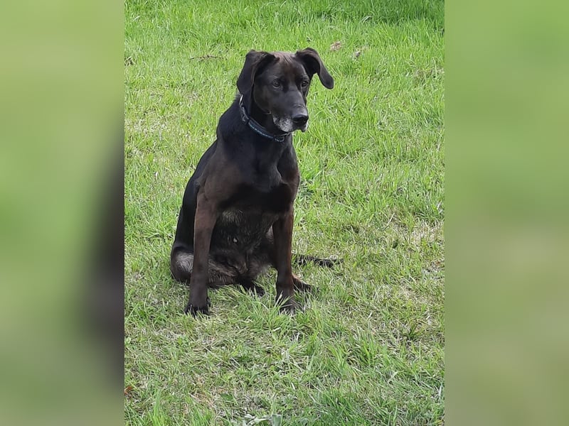 Dolly, geboren 30.12.2015, 60cm sucht ihr Zuhause (auf Pflegestelle in Deutschland)