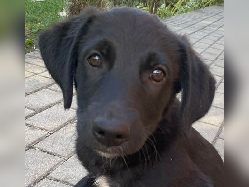 Goldiger Atlas sucht seine Menschen Goldiger Atlas sucht seine Menschen