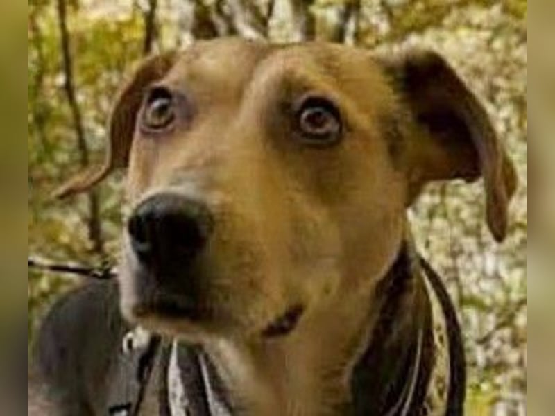 Hübsche Hazel sucht ihr Körbchen