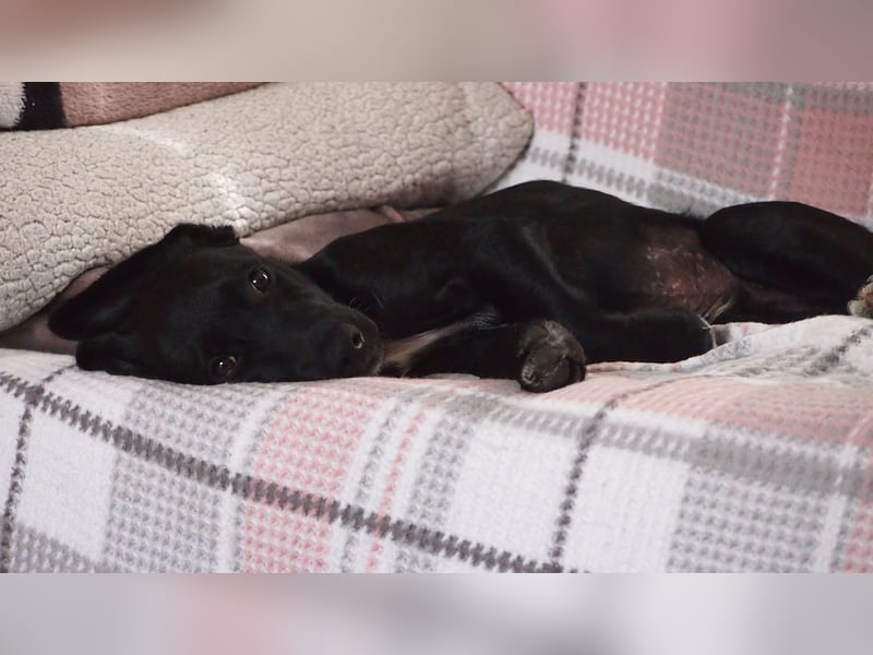 Goldiger Atlas sucht seine Menschen Goldiger Atlas sucht seine Menschen