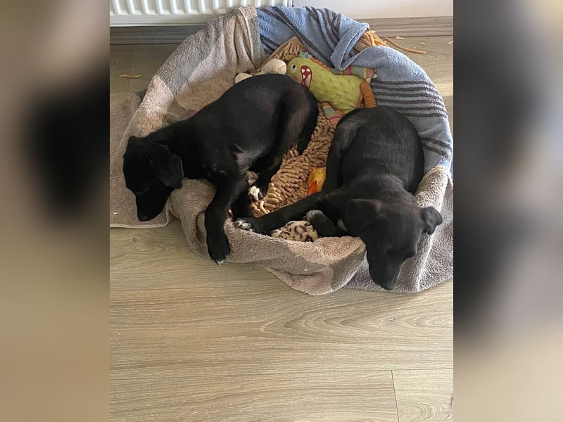 Goldiger Atlas sucht seine Menschen Goldiger Atlas sucht seine Menschen