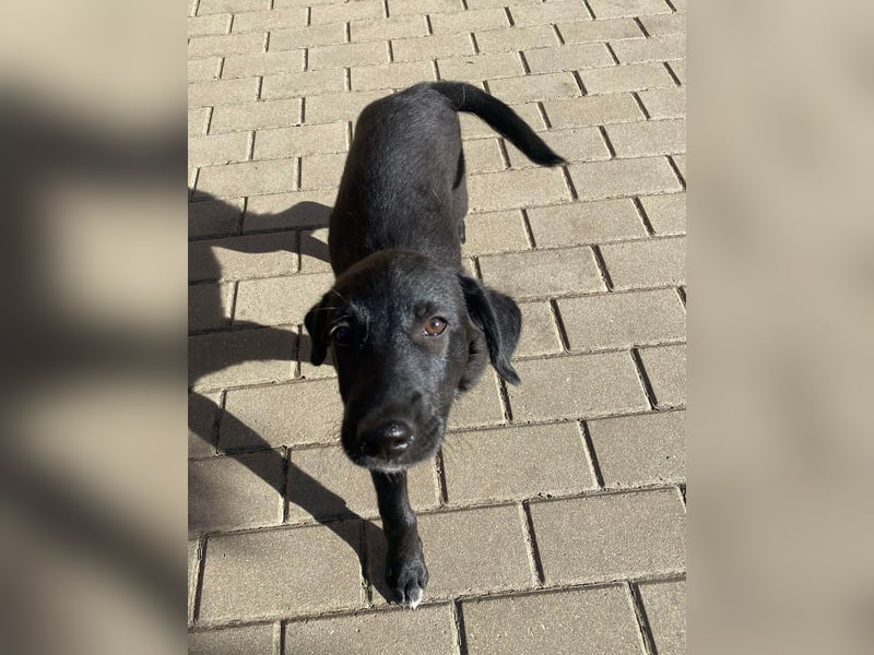 Goldiger Atlas sucht seine Menschen Goldiger Atlas sucht seine Menschen