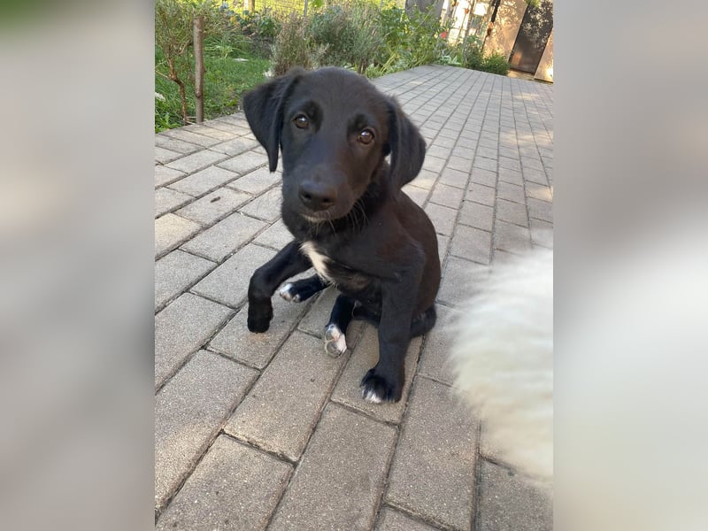 Goldiger Atlas sucht seine Menschen Goldiger Atlas sucht seine Menschen