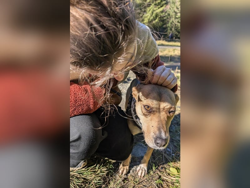 Hübsche Hazel sucht ihr Körbchen