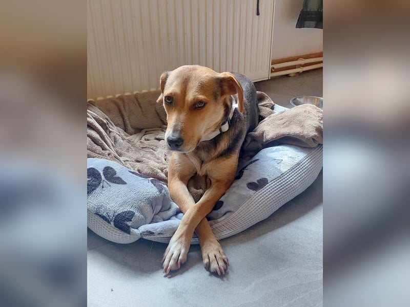 Hübsche Hazel sucht ihr Körbchen