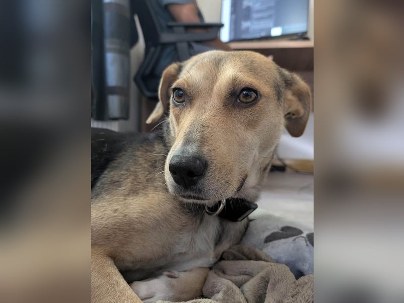 Hübsche Hazel sucht ihr Körbchen