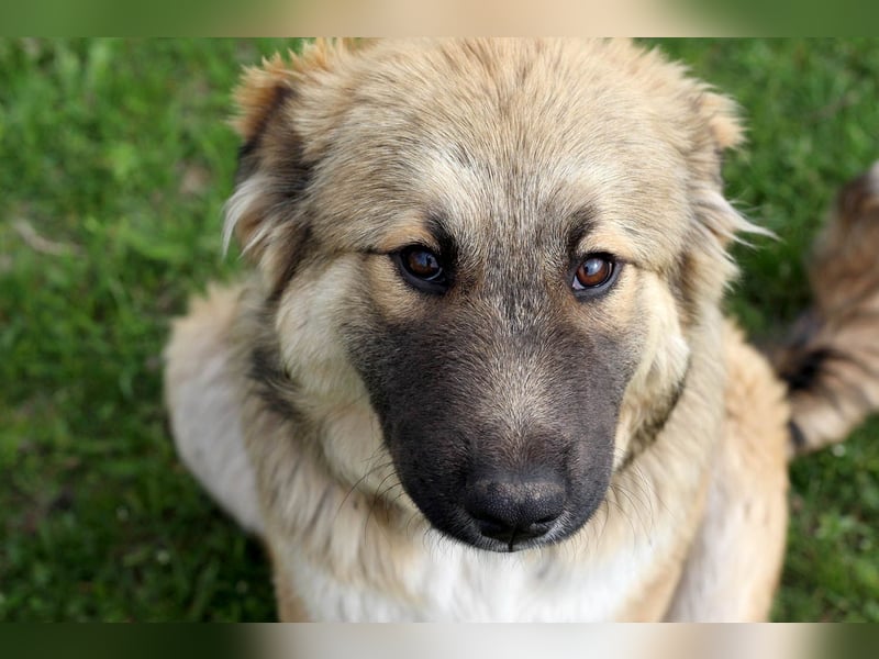 Knuffige Arika sucht ihre eigene Familie