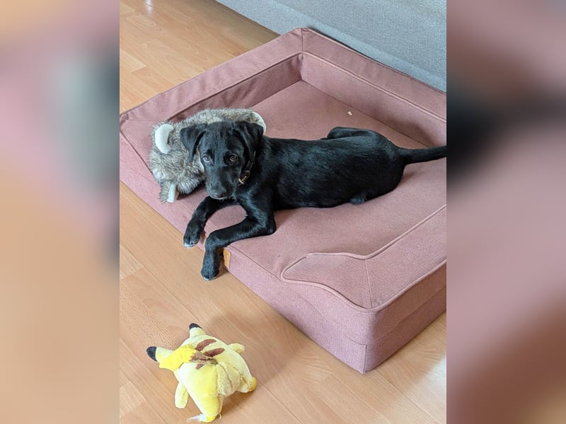 Goldiger Atlas sucht seine Menschen Goldiger Atlas sucht seine Menschen