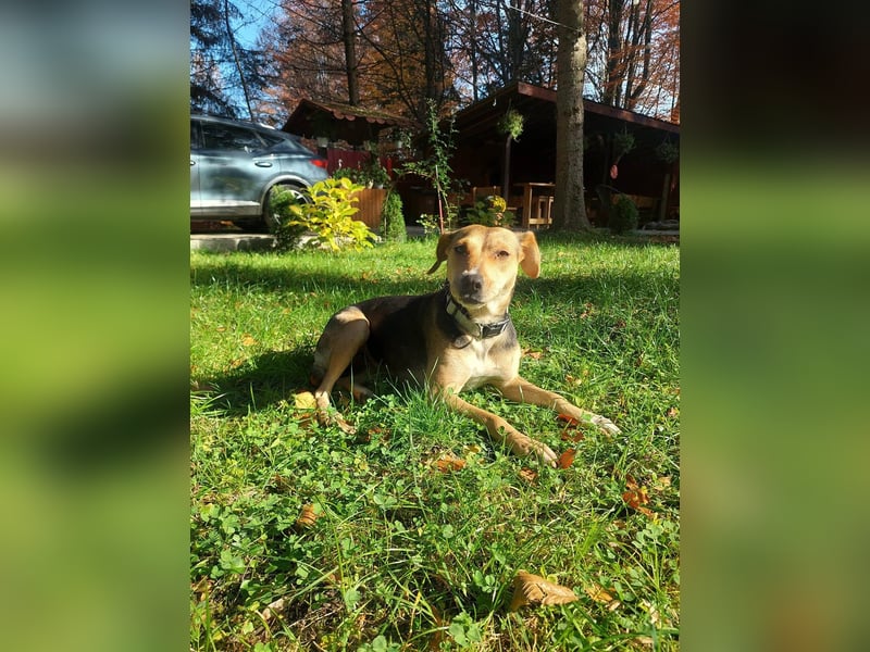 Hübsche Hazel sucht ihr Körbchen