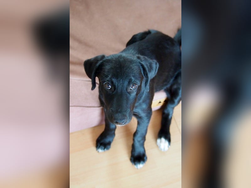 Goldiger Atlas sucht seine Menschen Goldiger Atlas sucht seine Menschen