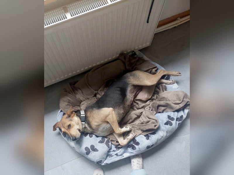 Hübsche Hazel sucht ihr Körbchen