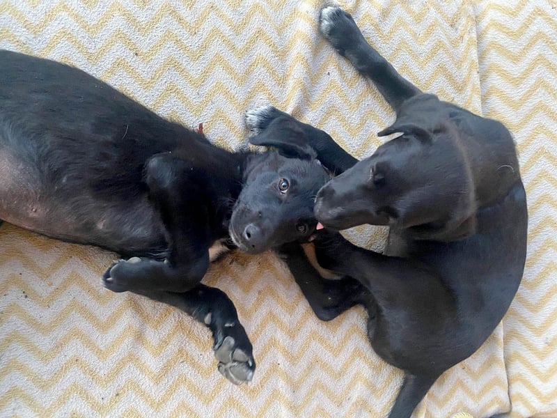 Goldiger Atlas sucht seine Menschen Goldiger Atlas sucht seine Menschen