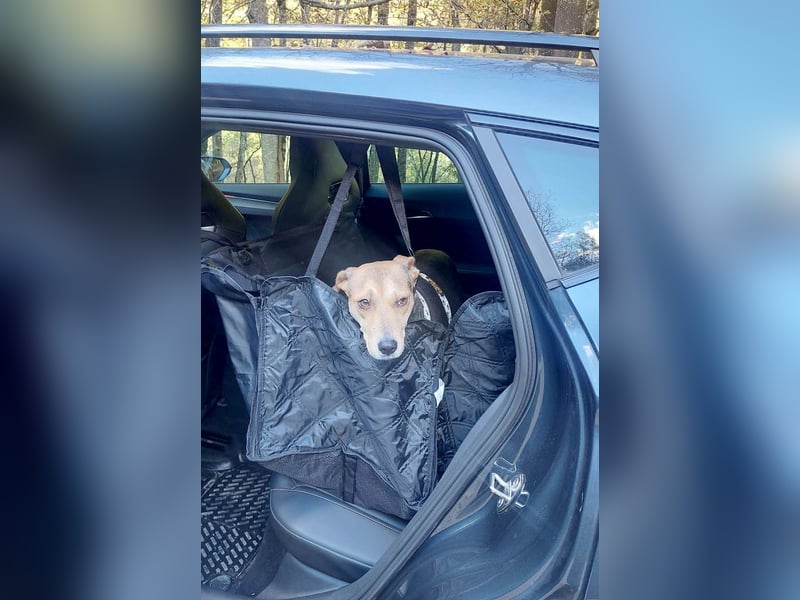 Hübsche Hazel sucht ihr Körbchen