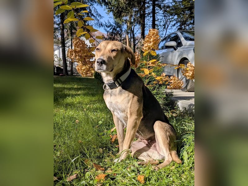 Hübsche Hazel sucht ihr Körbchen