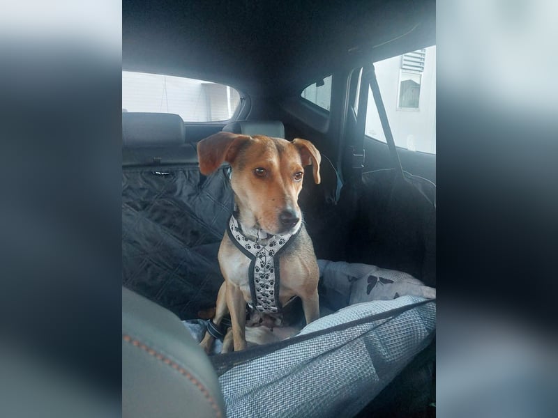 Hübsche Hazel sucht ihr Körbchen