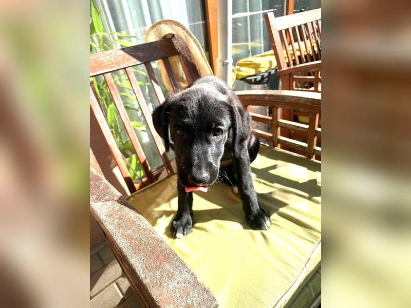 Goldiger Atlas sucht seine Menschen Goldiger Atlas sucht seine Menschen