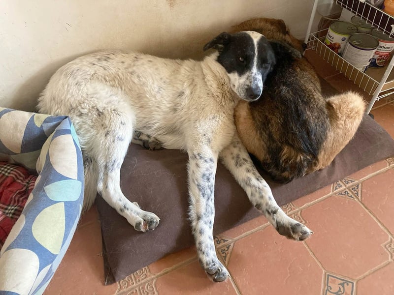 Große Monnie sucht passendes Körbchen