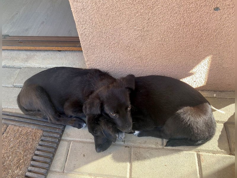 Goldiger Atlas sucht seine Menschen Goldiger Atlas sucht seine Menschen