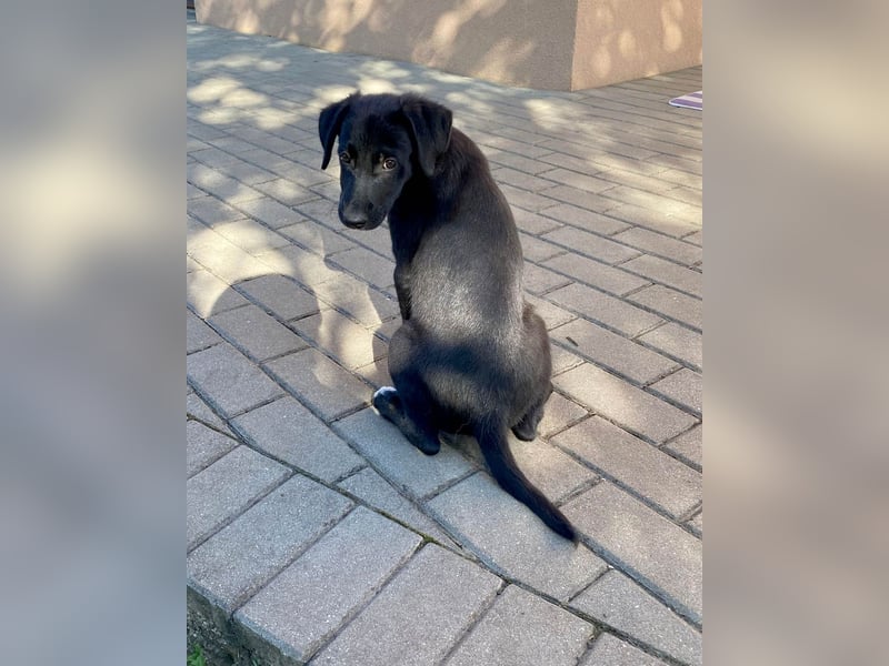 Goldiger Atlas sucht seine Menschen Goldiger Atlas sucht seine Menschen