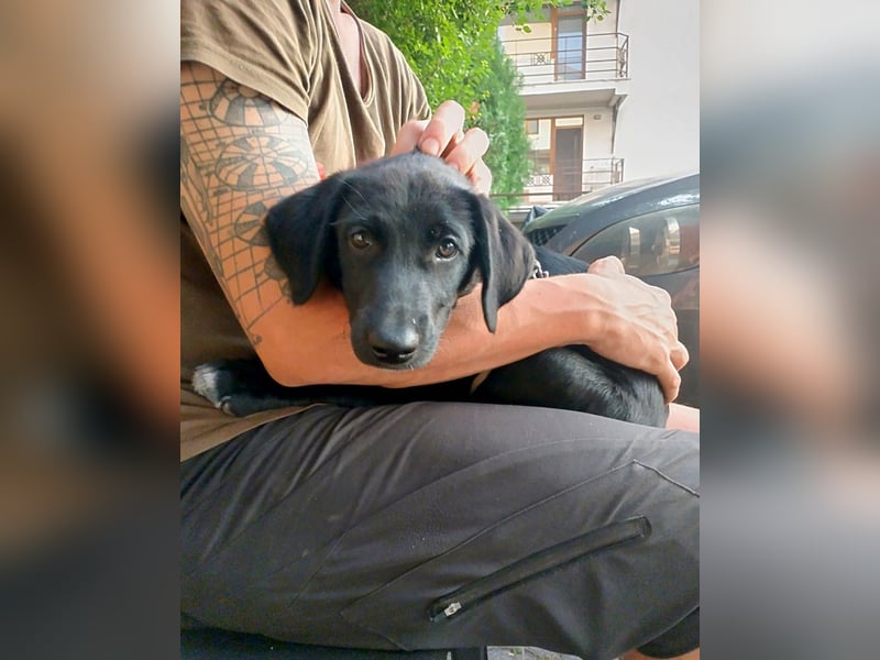 Goldiger Atlas sucht seine Menschen Goldiger Atlas sucht seine Menschen