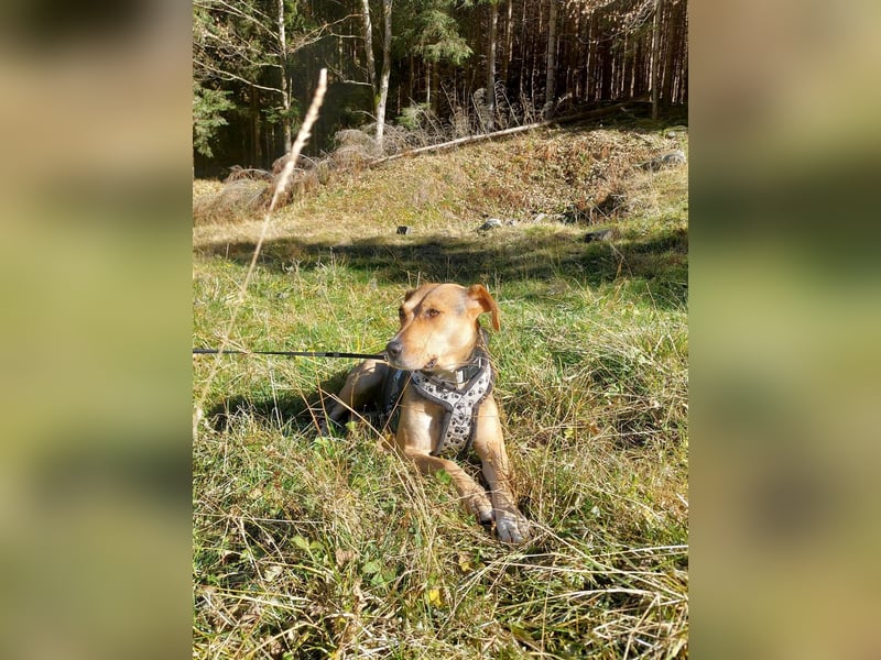 Hübsche Hazel sucht ihr Körbchen