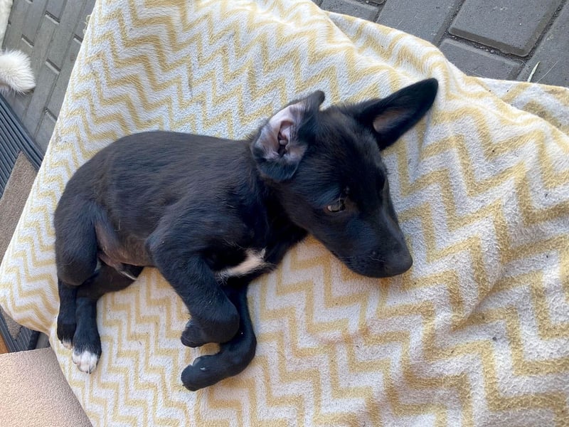 Goldiger Atlas sucht seine Menschen Goldiger Atlas sucht seine Menschen