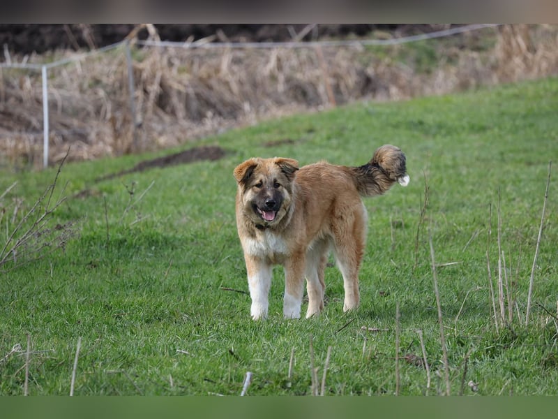 Knuffige Arika sucht ihre eigene Familie