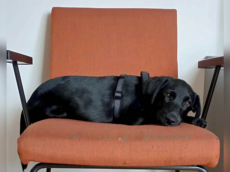 Goldiger Atlas sucht seine Menschen Goldiger Atlas sucht seine Menschen