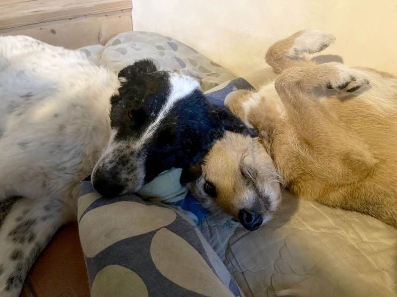 Große Monnie sucht passendes Körbchen