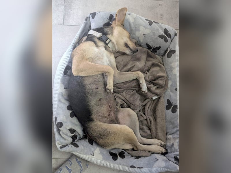 Hübsche Hazel sucht ihr Körbchen