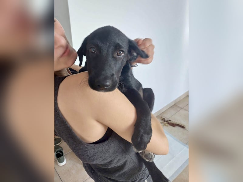 Goldiger Atlas sucht seine Menschen Goldiger Atlas sucht seine Menschen