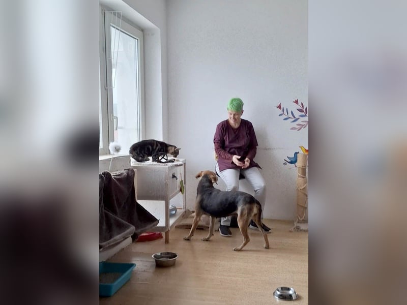 Hübsche Hazel sucht ihr Körbchen