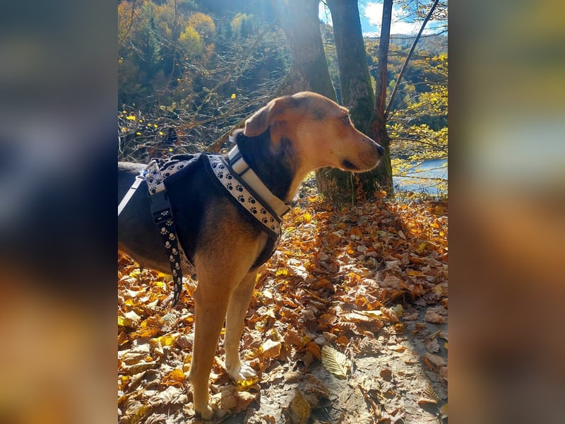 Hübsche Hazel sucht ihr Körbchen