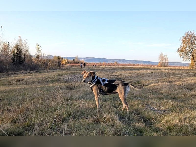 Hübsche Hazel sucht ihr Körbchen