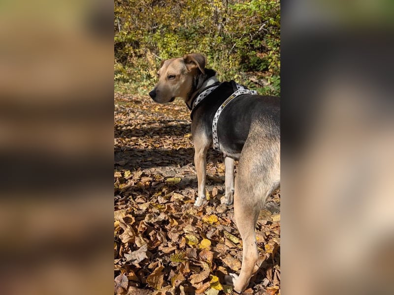 Hübsche Hazel sucht ihr Körbchen