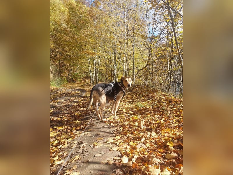 Hübsche Hazel sucht ihr Körbchen
