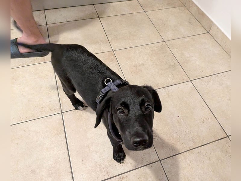 Goldiger Atlas sucht seine Menschen Goldiger Atlas sucht seine Menschen