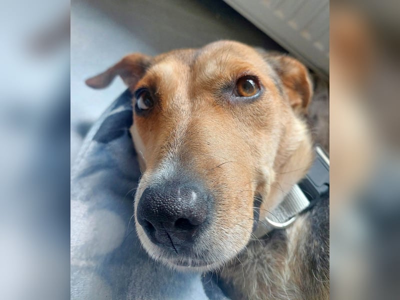 Hübsche Hazel sucht ihr Körbchen